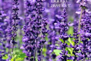 Bunga Lavender – Rahasia Wangi Tenang di Balik Minyak Sanga Sanga Ultimate