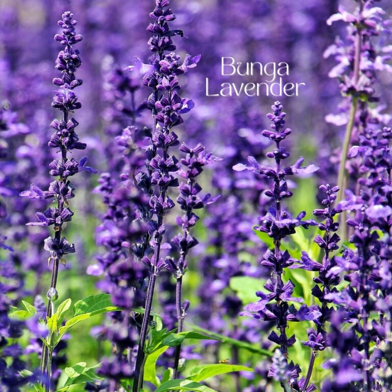 Bunga Lavender