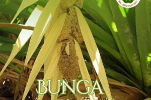 Mengenal Bunga Pudak: Herbal Langka Penyempurna Minyak Sanga Sanga Ultimate