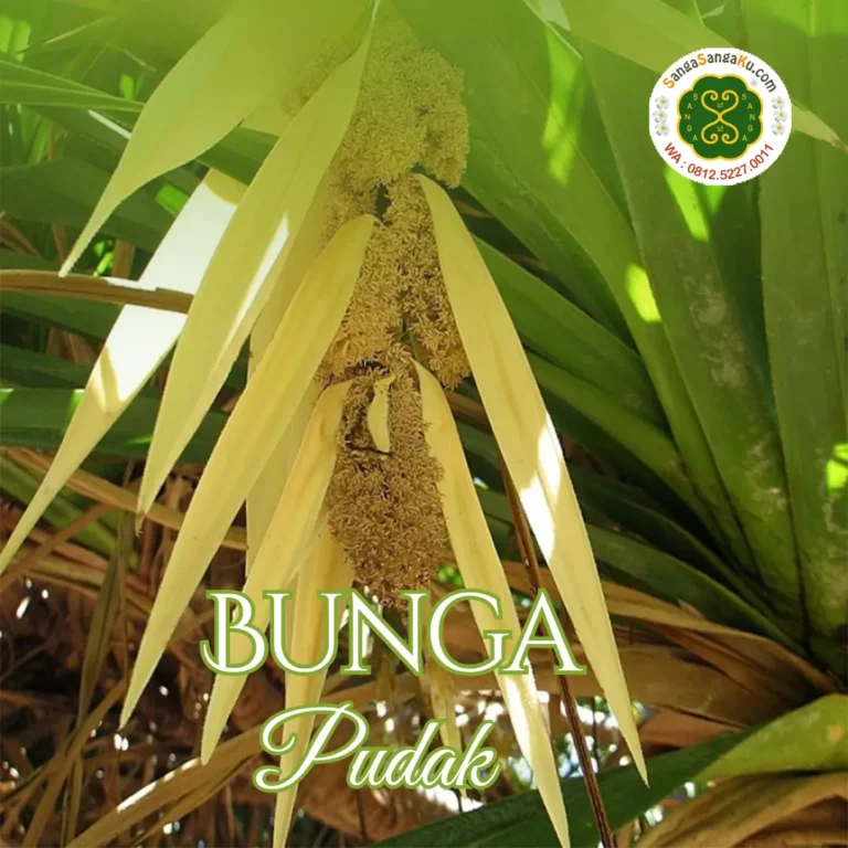 Bunga Pudak